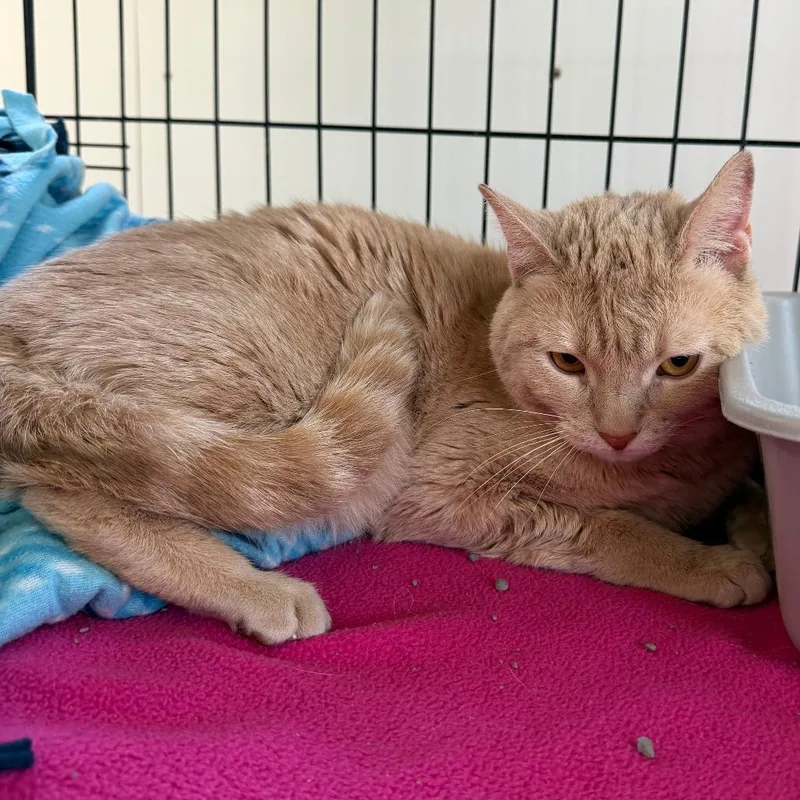 An adult medium-sized female Buff / Tan / Fawn Domestic Short Hair cat named Daffodil for adoption in Deerfield, IL