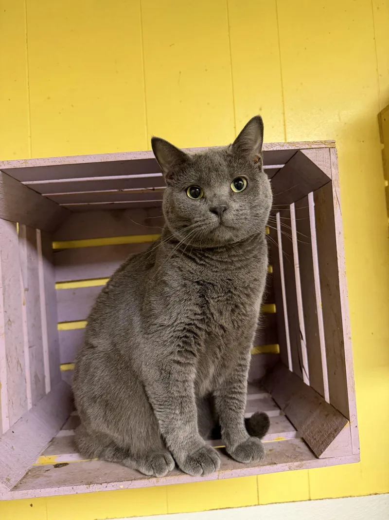 Lyle Lovett thumbnail 2