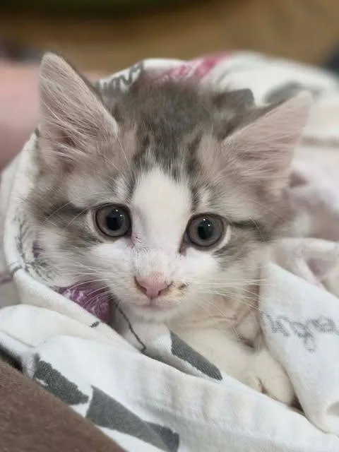 A baby medium-sized female Tabby (Gray / Blue / Silver) Tabby cat named Marilyn Monroe for adoption in Johnson City, TN