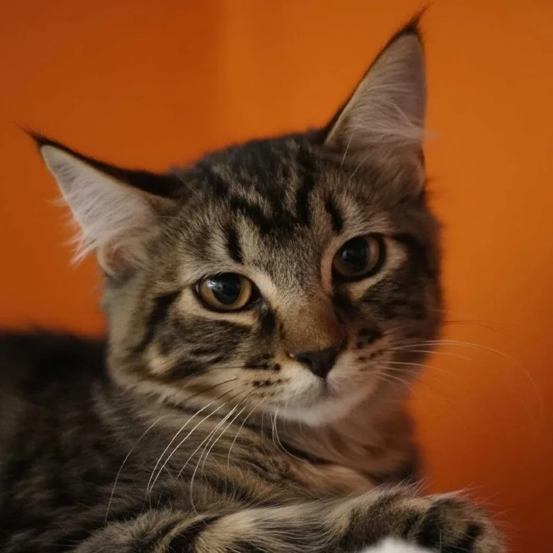 A baby small-sized male Brown / Chocolate Domestic Short Hair cat named River for adoption in Los Angeles, CA
