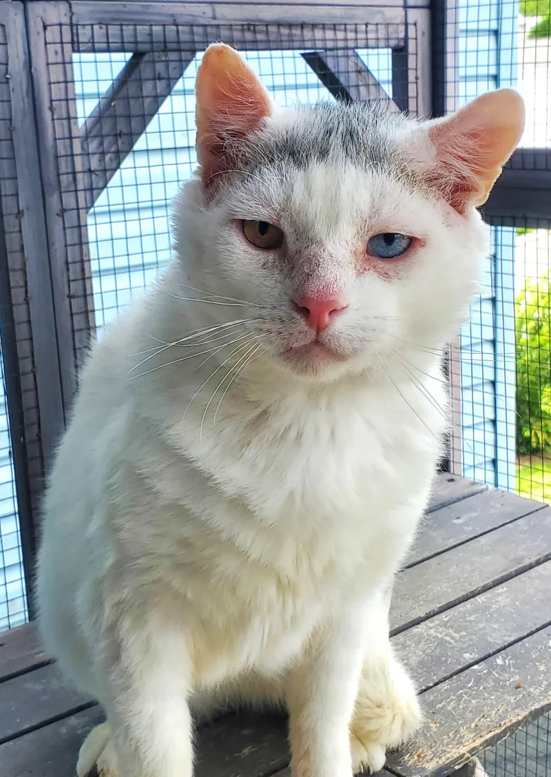 Sugar Ray thumbnail 2