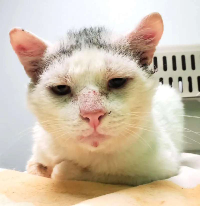 Sugar Ray thumbnail 3