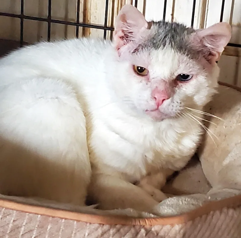 Sugar Ray thumbnail 4