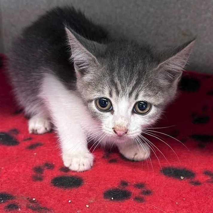 A baby small-sized female Gray / Blue / Silver Domestic Short Hair cat named Cube Restful for adoption in Austin, TX
