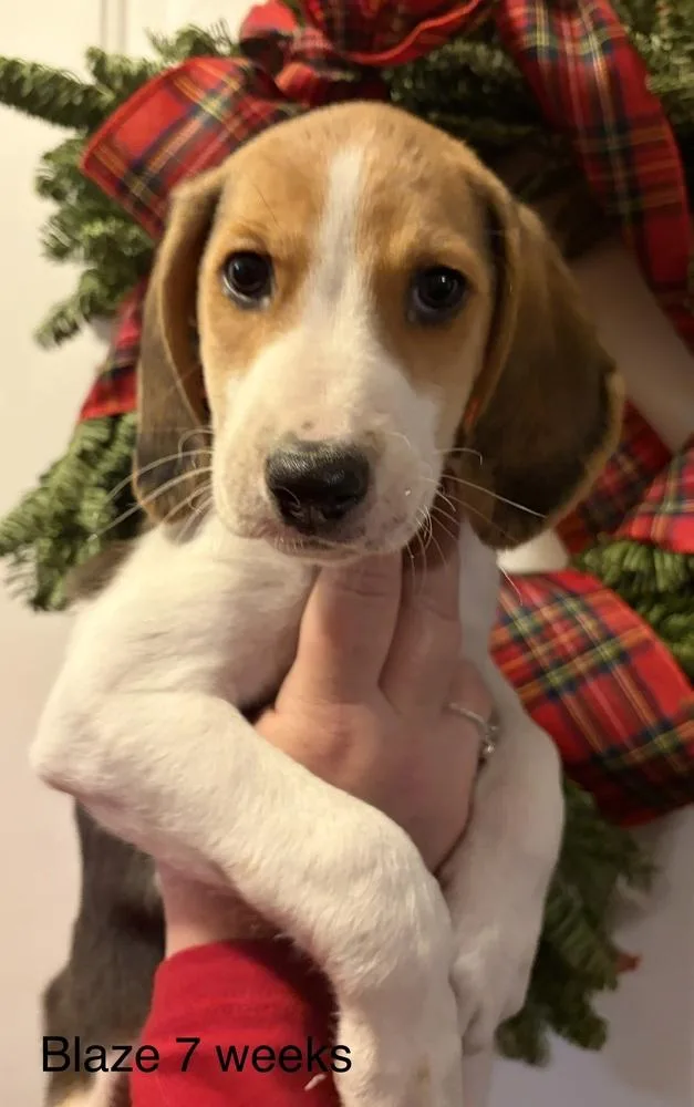 A baby medium-sized male Brown / Chocolate Treeing Walker Coonhound dog named Blaze for adoption in Louisa, VA