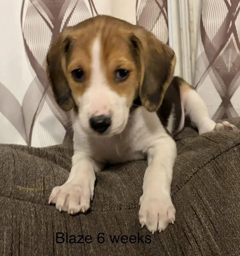 Blaze thumbnail 5