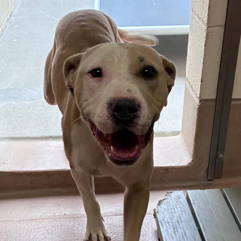 A young medium-sized female Pit Bull Terrier dog named Sweet Pea for adoption in Reno, NV