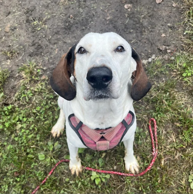 A senior large-sized female White / Cream Hound dog named Macy for adoption in Roanoke, VA