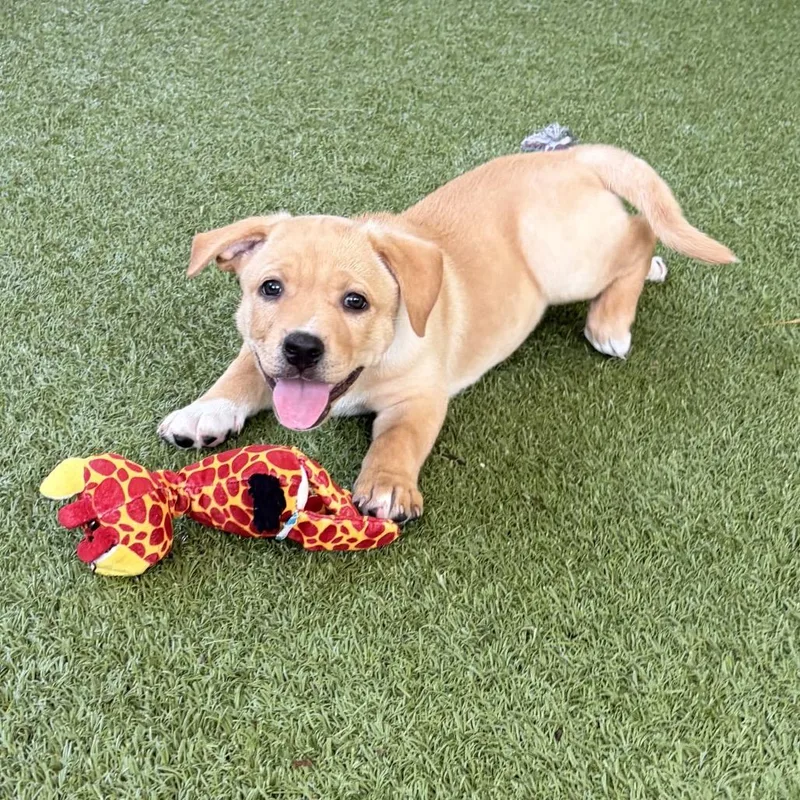A baby medium-sized male Yellow / Tan / Blond / Fawn Labrador Retriever dog named Boomerang for adoption in Wellington, FL