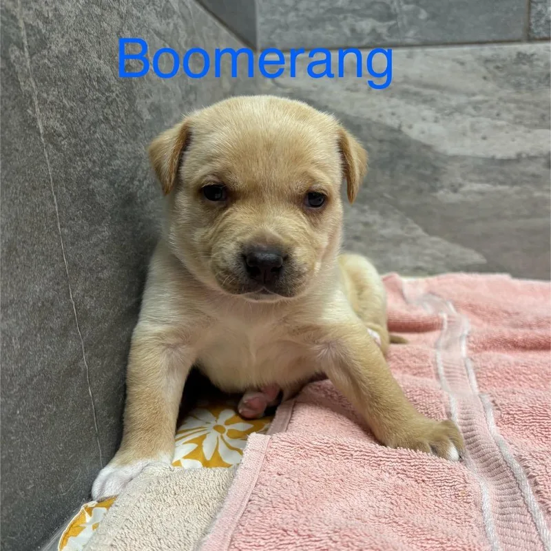 Boomerang thumbnail 2