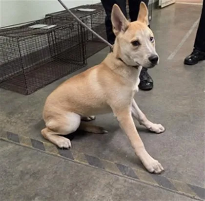 A young medium-sized female Jindo dog named Cornbread for adoption in Los Angeles, CA