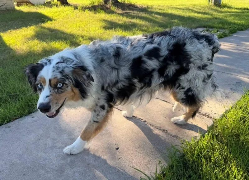 Ruger