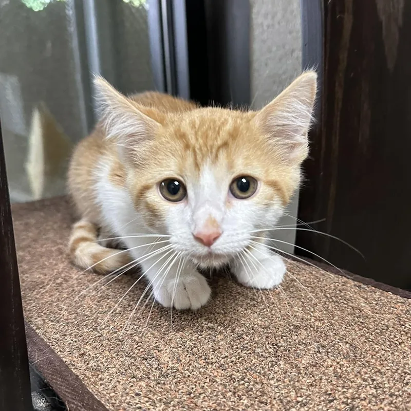 A baby medium-sized female Tabby (Orange / Red) Domestic Short Hair cat named Limerick for adoption in Collierville, TN