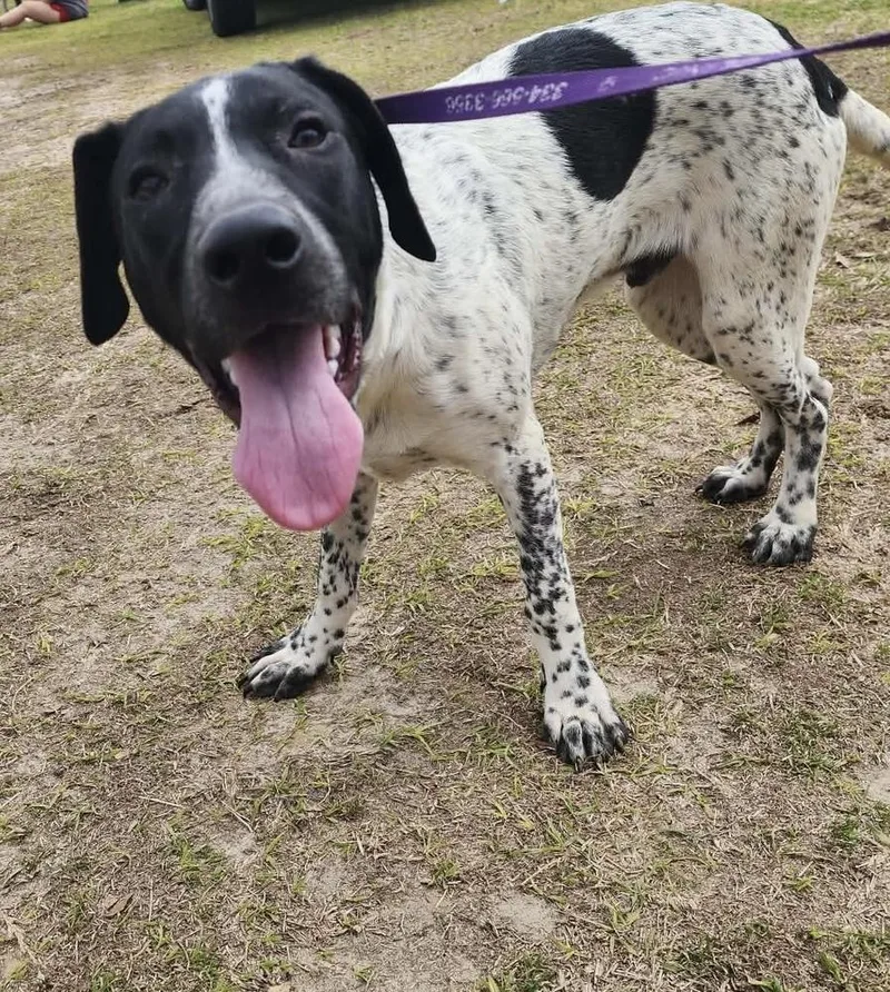 A baby medium-sized male Pointer dog named Smorz for adoption in Troy, AL