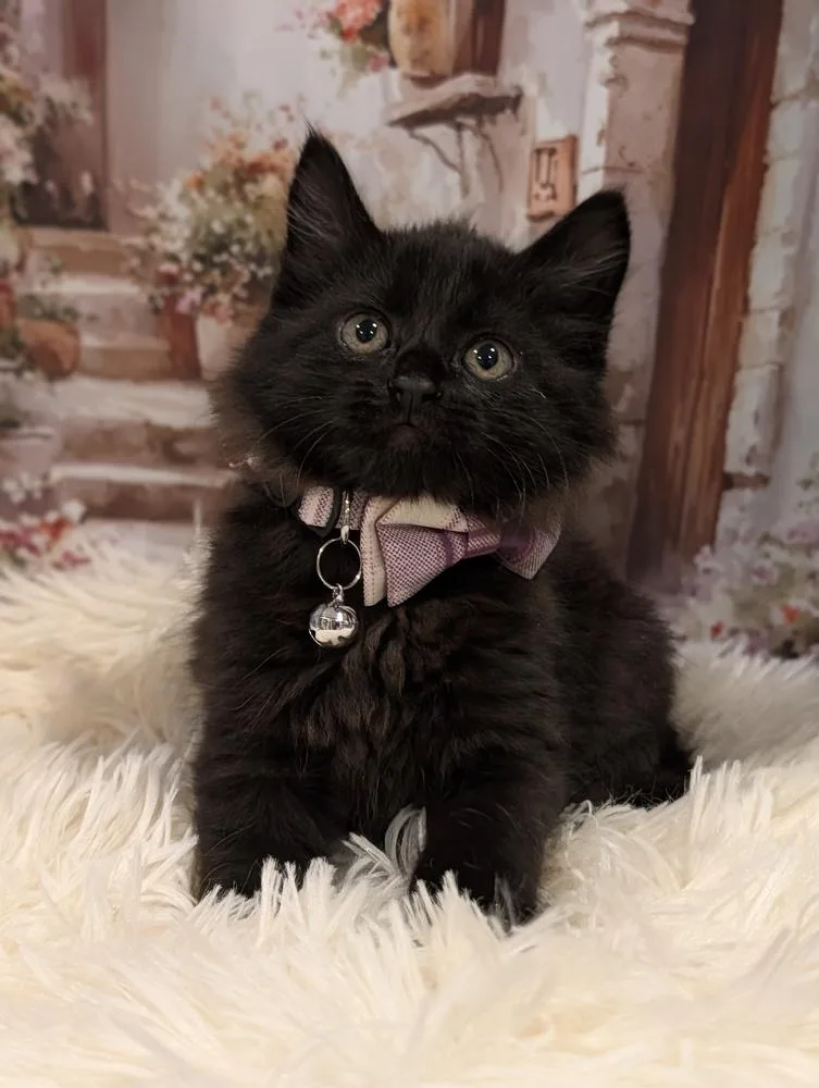 A baby small-sized female Black Domestic Medium Hair cat named Paris for adoption in Fremont, CA