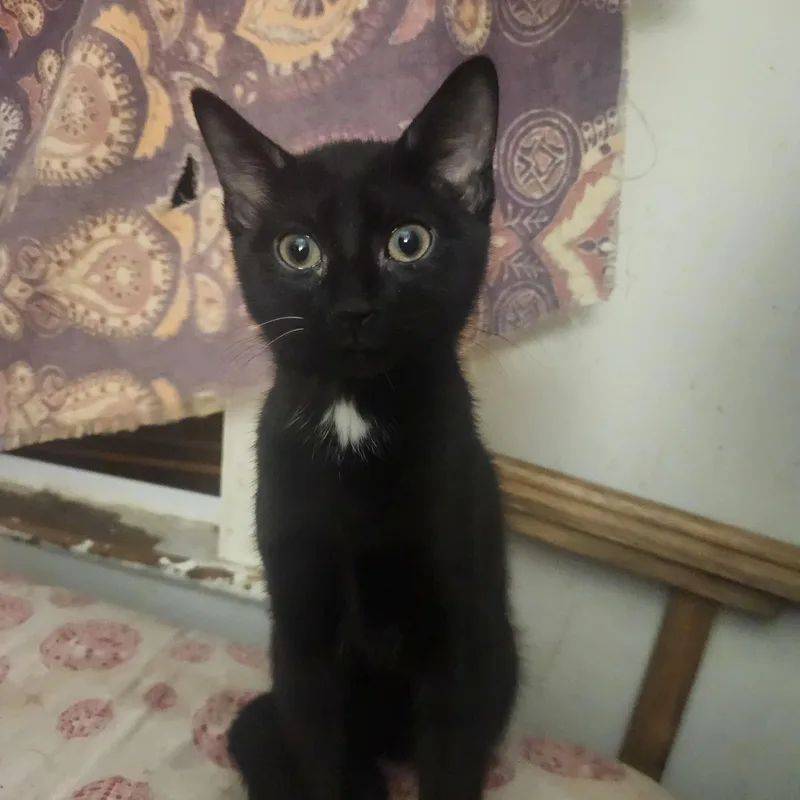A baby medium-sized male Black Domestic Short Hair cat named Ray for adoption in Wantage, NJ