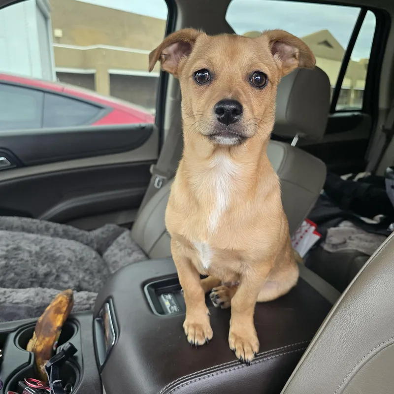 Tater Tot thumbnail 2