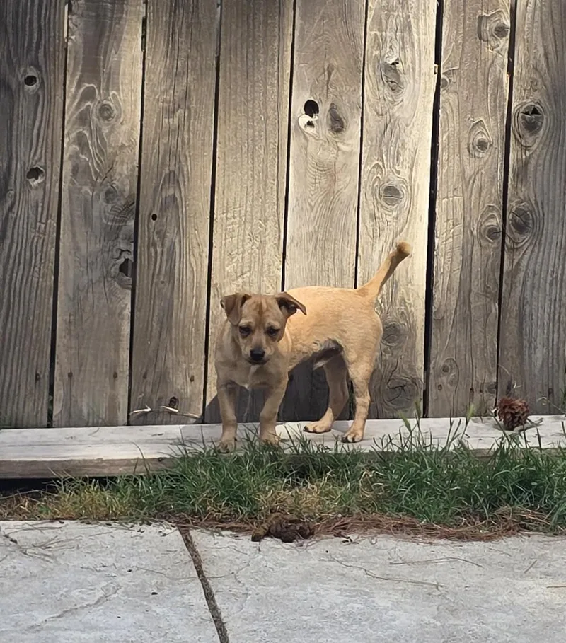 Tater Tot thumbnail 3