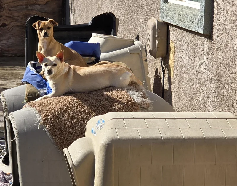 Tater Tot thumbnail 4