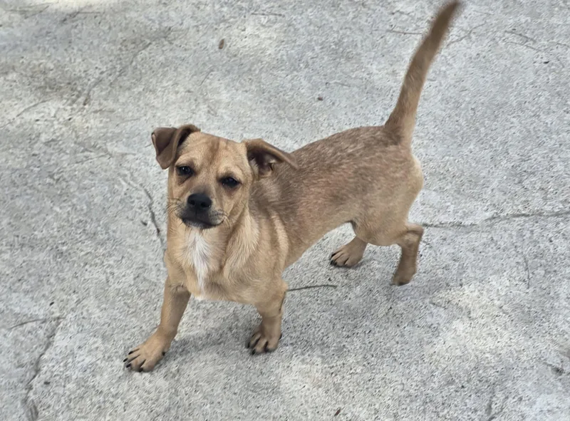 Tater Tot thumbnail 5