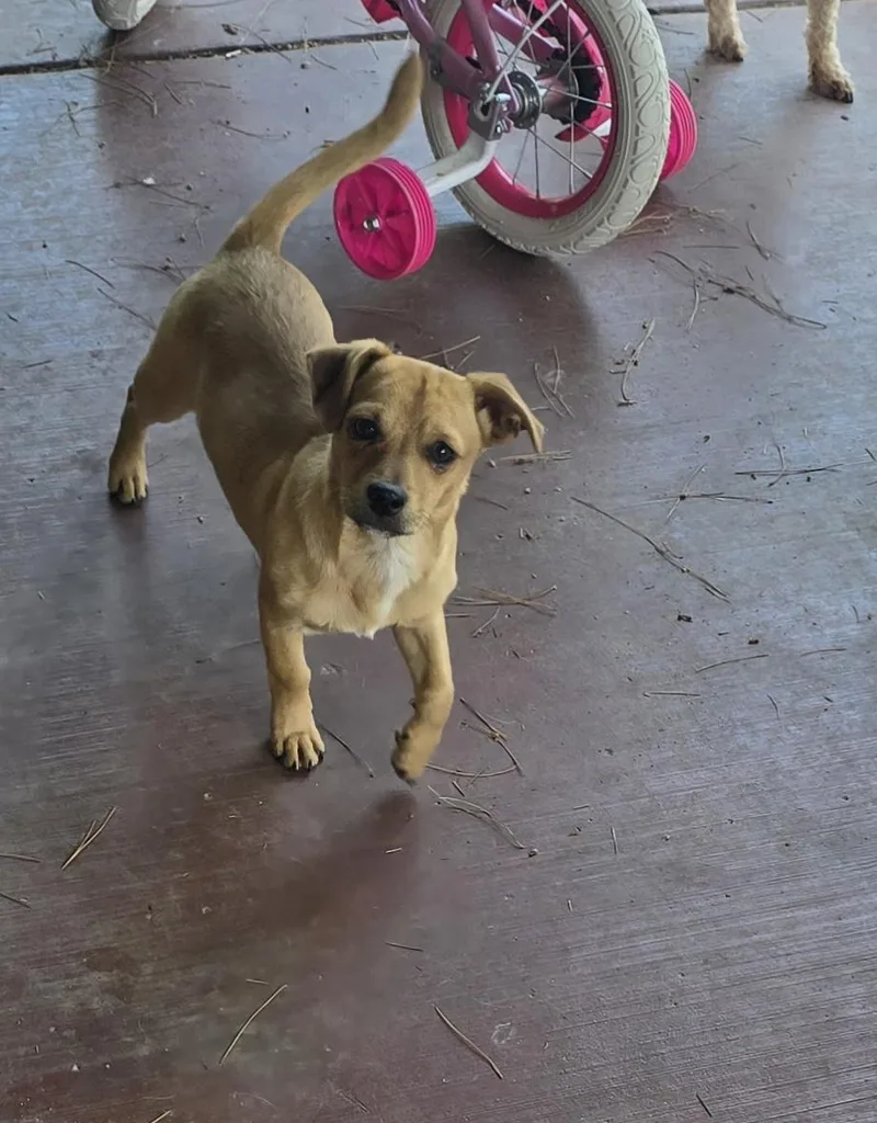 Tater Tot thumbnail 6