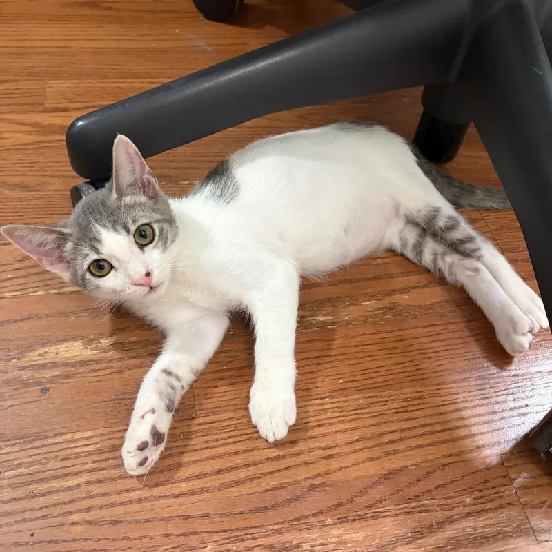 A baby small-sized male White Domestic Short Hair cat named Lou Bega for adoption in Los Angeles, CA