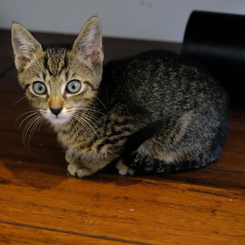 A baby medium-sized male Tabby (Brown / Chocolate) Domestic Short Hair cat named Dickie for adoption in Los Angeles, CA