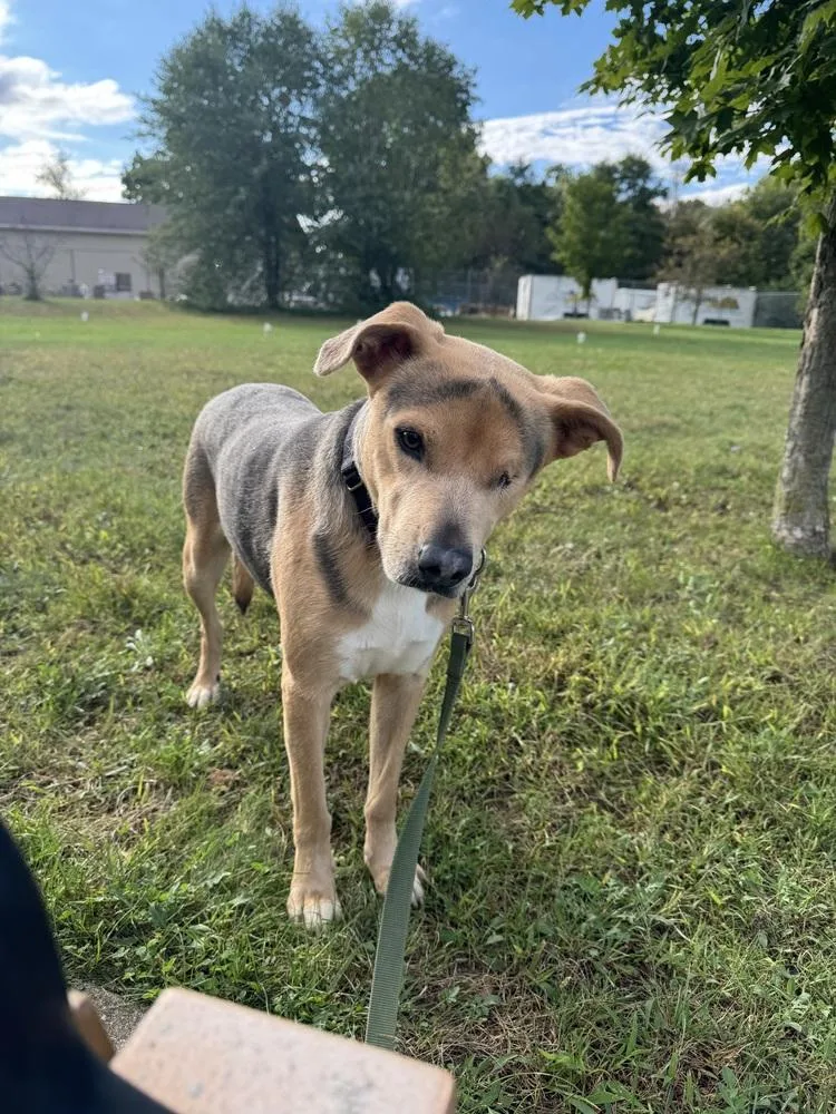 An adult large-sized male Brown / Chocolate Shepherd dog named Sonny for adoption in Kalamazoo, MI