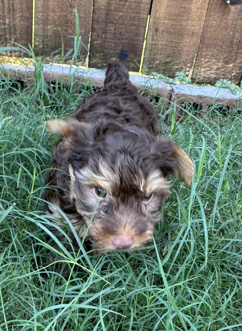 A young small-sized male Yorkshire Terrier dog named Rowdy for adoption in Forney, TX