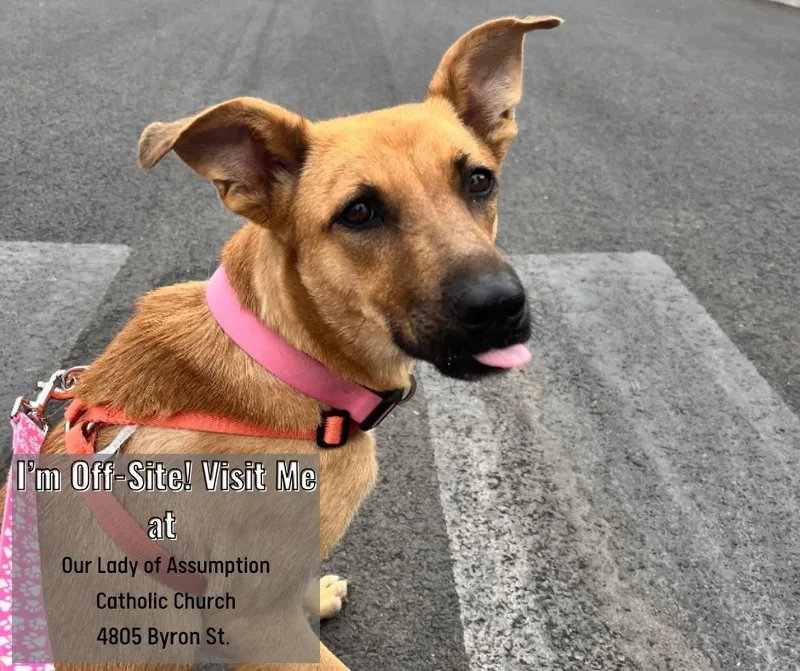 An adult medium-sized female Shepherd dog named Penny for adoption in El Paso, TX