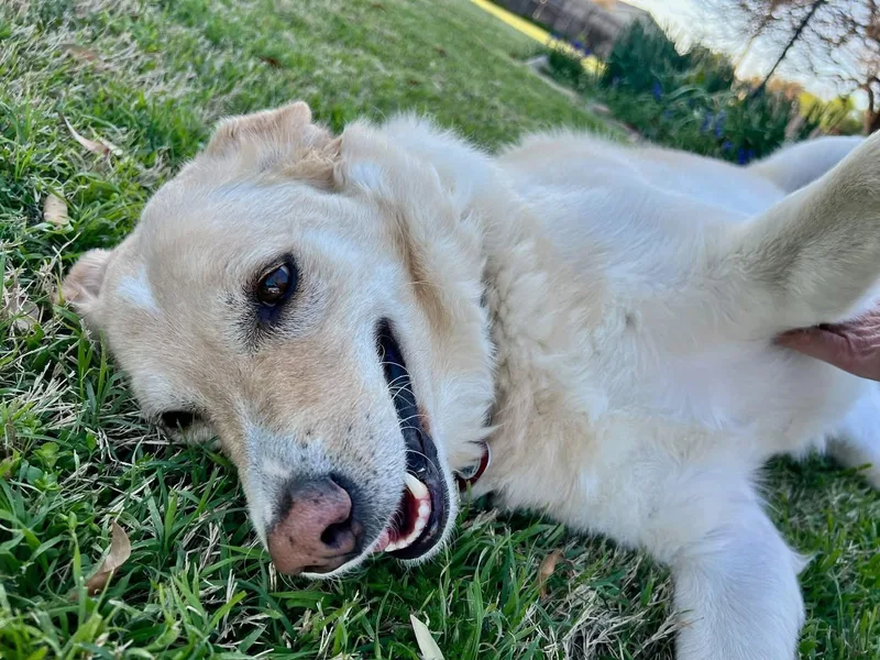 An adult large-sized female Labrador Retriever dog named Simone for adoption in Dallas, TX