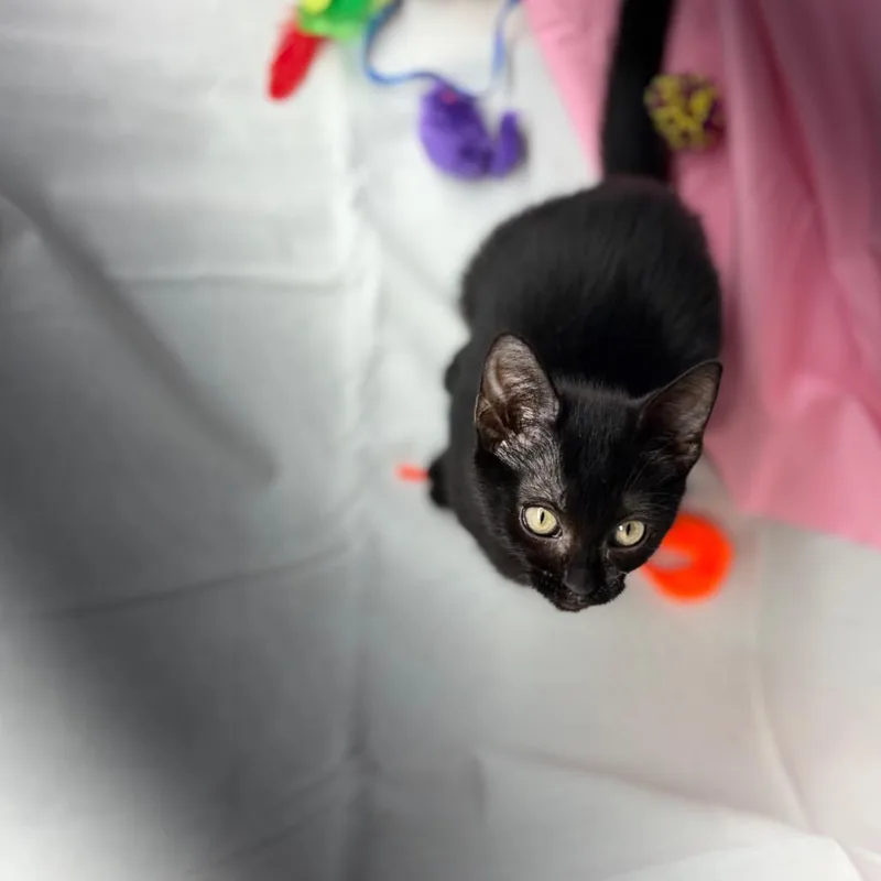 A baby small-sized female Black Domestic Short Hair cat named Shade for adoption in Parrish, AL