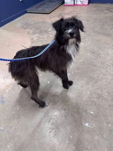 A young medium-sized female Black Terrier dog named Serrano for adoption in Fort Collins, CO