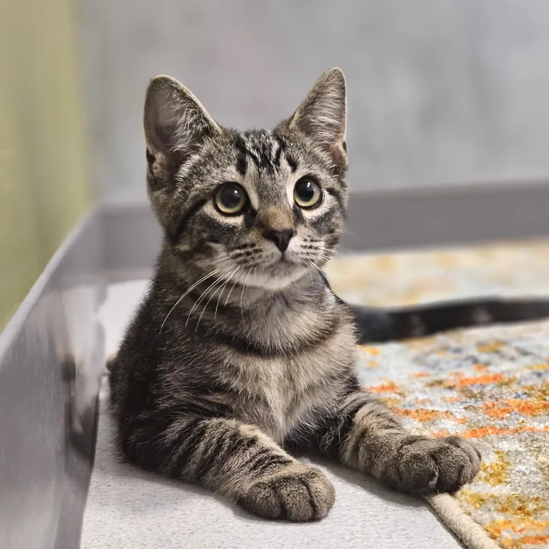 A baby small-sized male Tabby (Gray / Blue / Silver) Domestic Short Hair cat named Butter for adoption in Endicott, NY