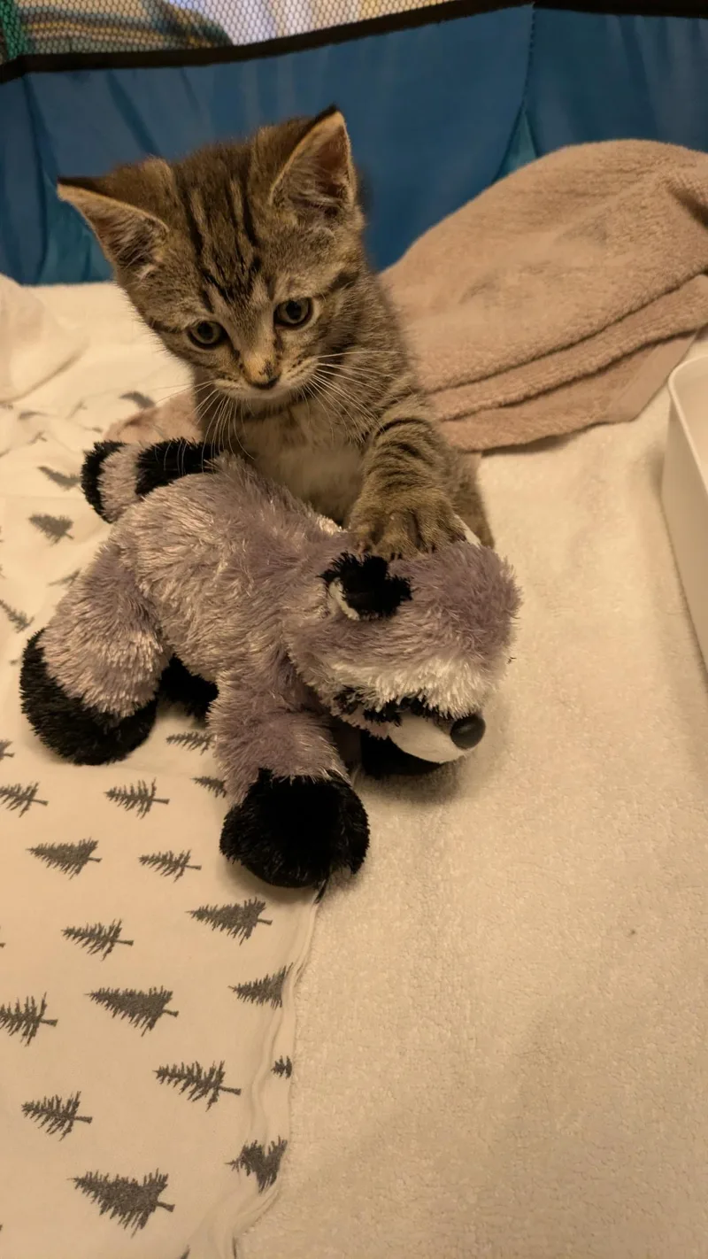 Betsy Ross thumbnail 2