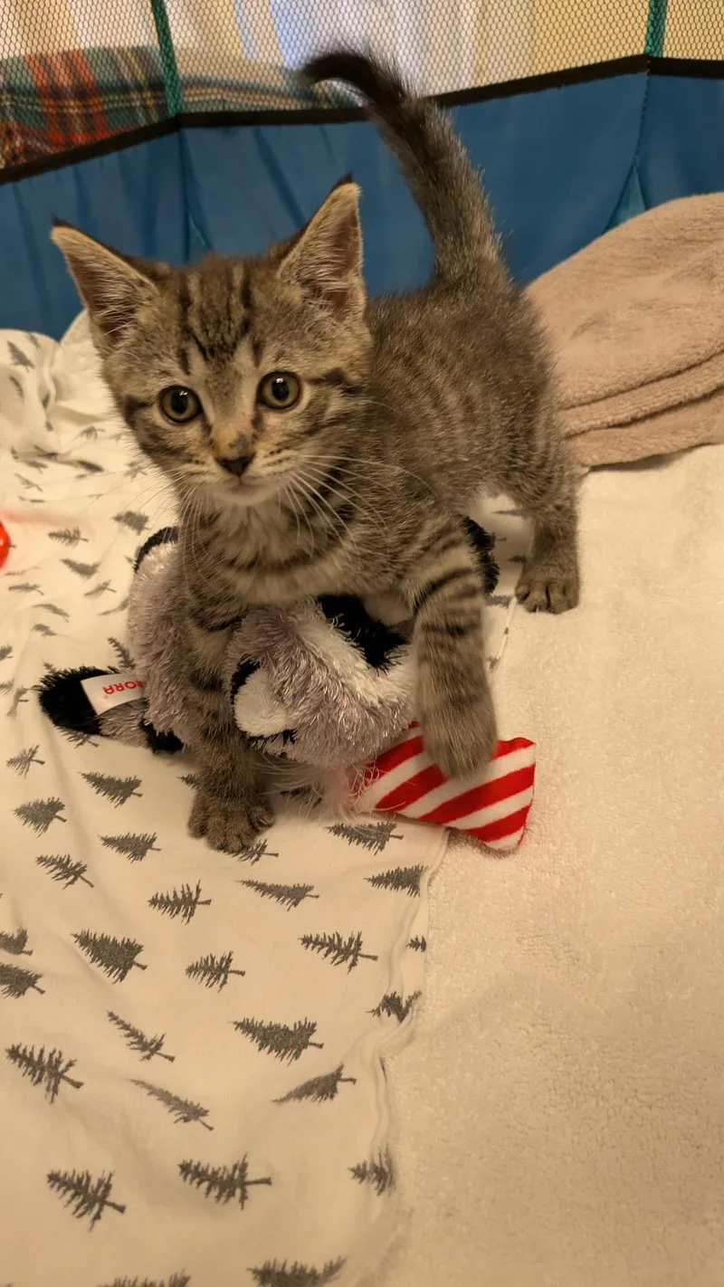 Betsy Ross thumbnail 3