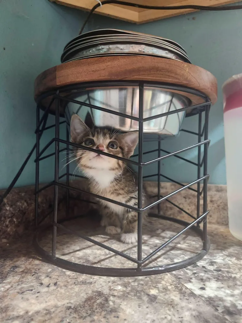 A baby medium-sized male Tabby (Brown / Chocolate) Domestic Short Hair cat named Suave for adoption in Cosby, TN