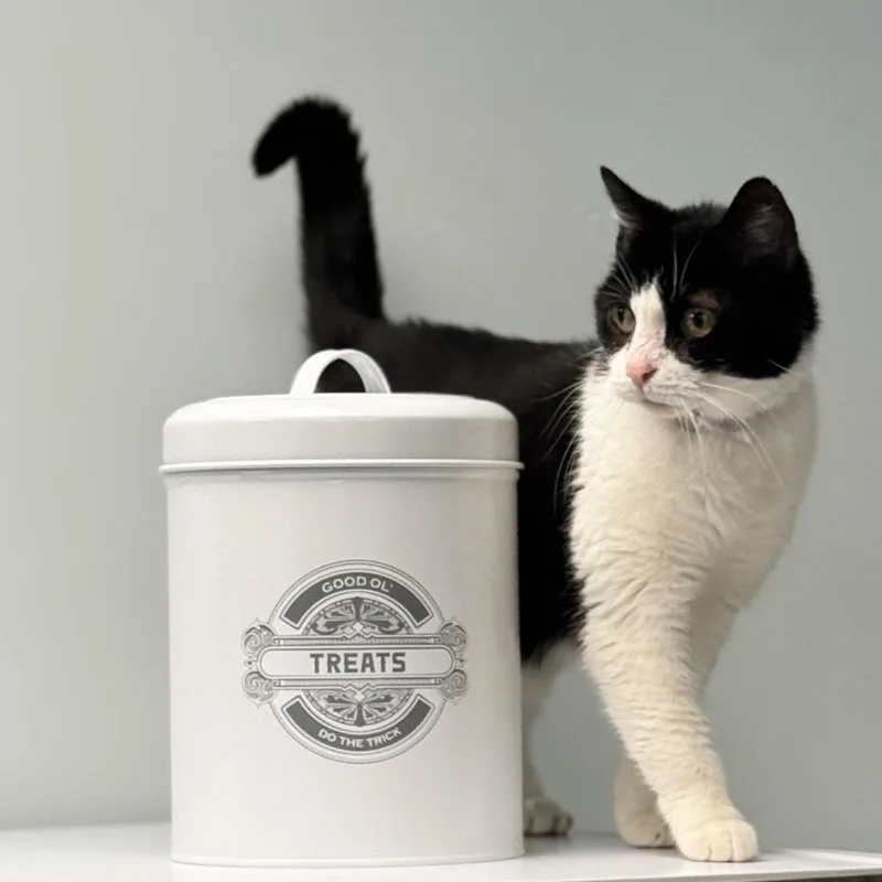 An adult medium-sized female Black & White / Tuxedo Domestic Short Hair cat named Sugar for adoption in Syosset, NY
