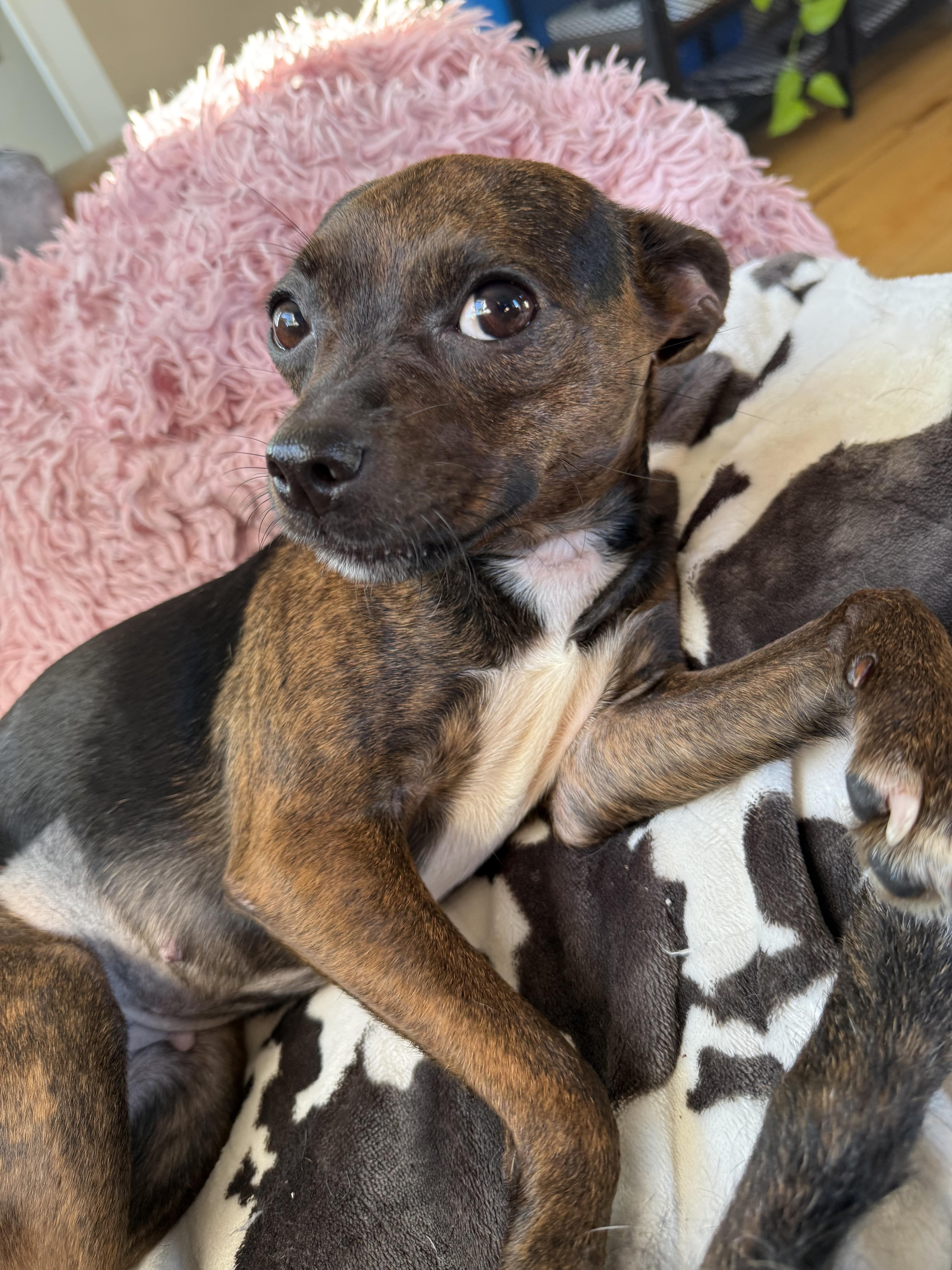 An adult small-sized female Chihuahua dog named Sadie for adoption in Portland, ME