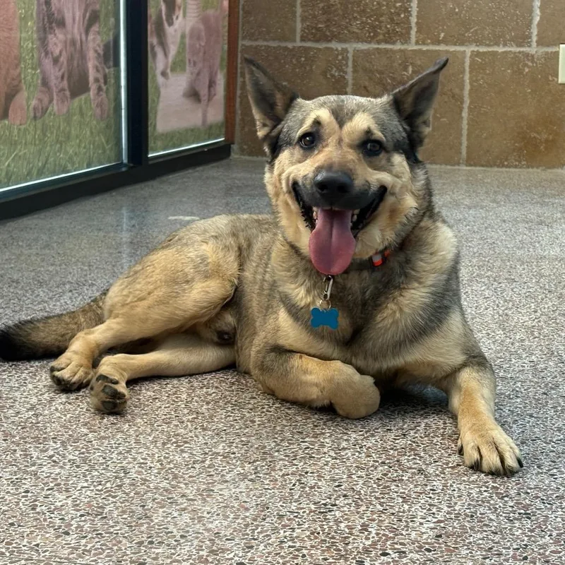 An adult medium-sized male Yellow / Tan / Blond / Fawn Shepherd dog named Louie for adoption in Lee's Summit, MO