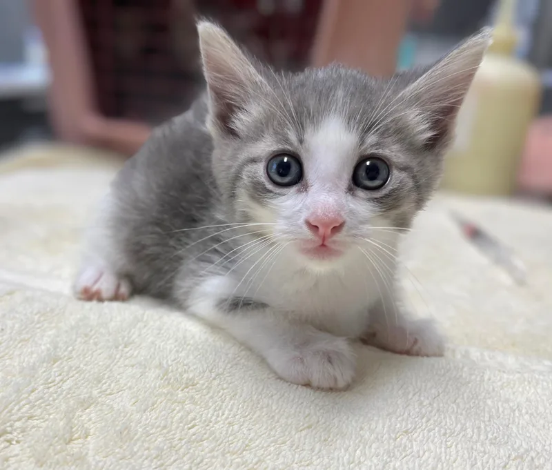 A baby medium-sized male Tabby (Gray / Blue / Silver) Domestic Short Hair cat named Kentro for adoption in Seville, OH