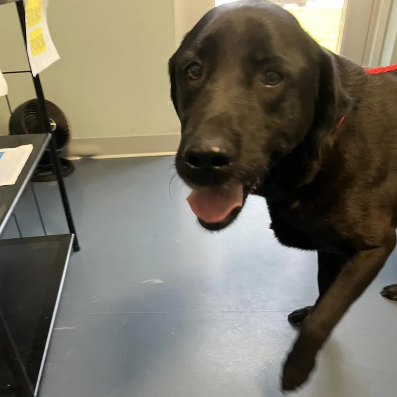 A senior medium-sized male Black Labrador Retriever dog named Sandstone for adoption in Greensboro, NC