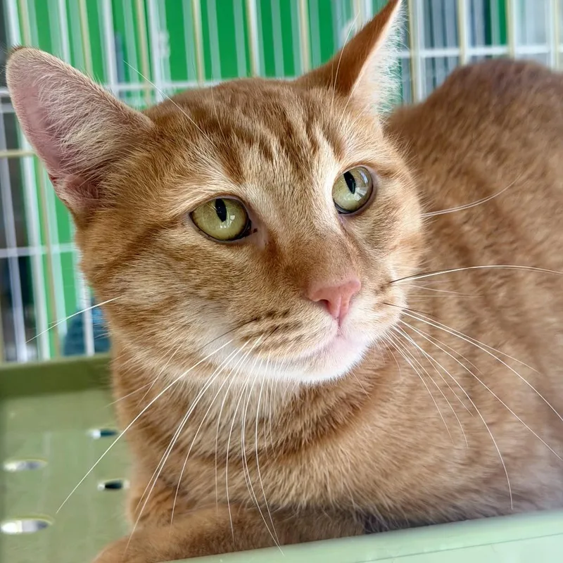 An adult large-sized male Orange / Red Domestic Short Hair cat named Mr. Biscuits for adoption in Brownsboro, AL