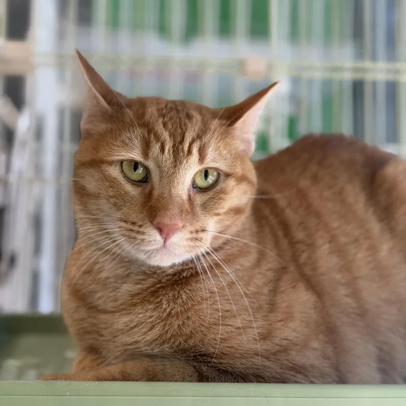 Mr. Biscuits thumbnail 2