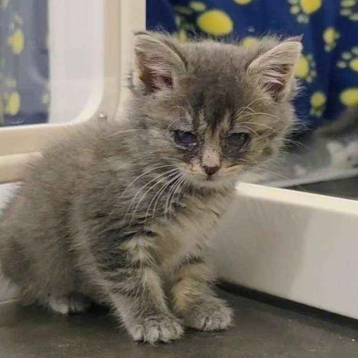 A baby small-sized male Gray / Blue / Silver Domestic Short Hair cat named Flower for adoption in South Elgin, IL