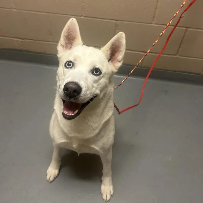 A young medium-sized female White / Cream Siberian Husky dog named Nyx for adoption in Tacoma, WA