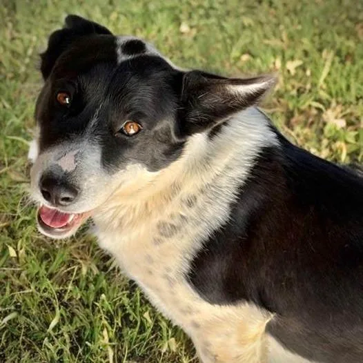 An adult medium-sized female Black Border Collie dog named Kiki for adoption in Kanab, UT