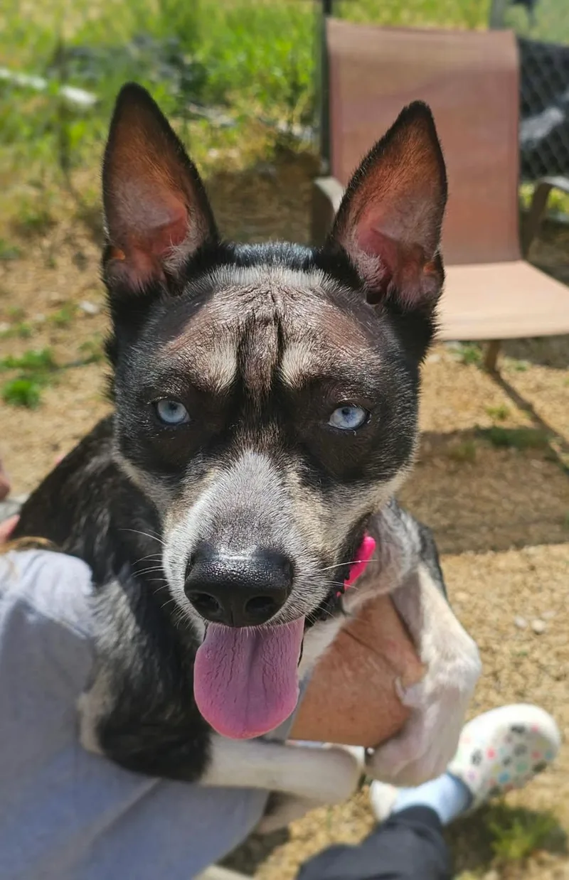 An adult medium-sized male Mixed Breed dog named David for adoption in Warren, OH