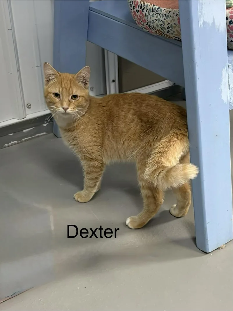 An adult medium-sized male American Shorthair cat named Dexter for adoption in Big Rapids, MI