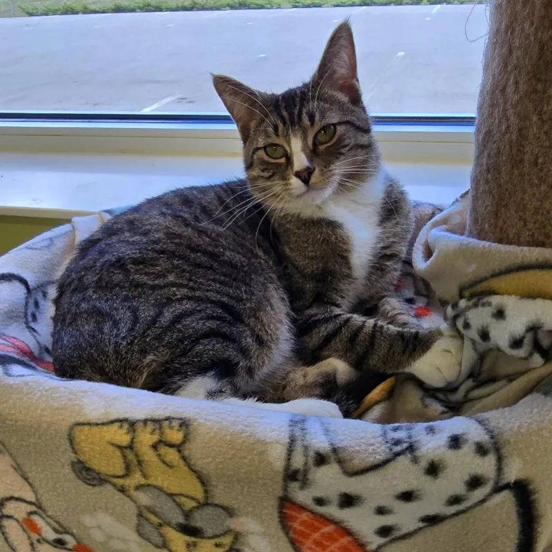 Soup Beans thumbnail 2